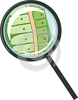 Hydra polyp wall structure under magnifying glass