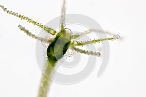Hydra under the microscope for education. photo