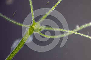 Hydra under the microscope for education.