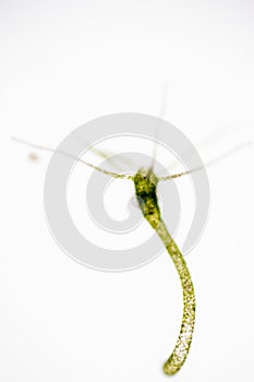 Hydra under the microscope for education.