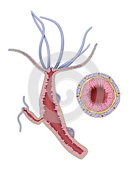 Hydra vulgaris anatomy