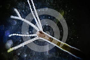 Hydra vulgaris on darkfield under a light microscope, freshwater hydra