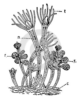 Hydractina Echinata, vintage illustration