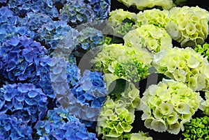 Hydrangea