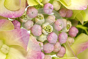 Hydrangea
