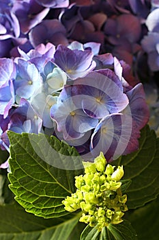 Hydrangea 2