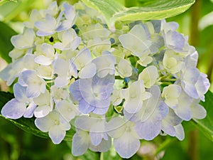 Hydrangea