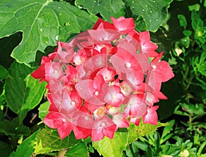 Hydrangea photo