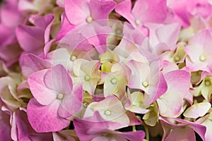 Hydrangea