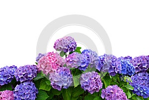 Hydrangea