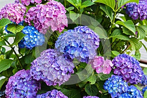 Hydrangea