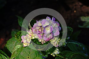 Hydrangea