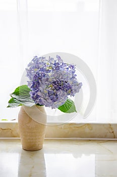 Hydrangea