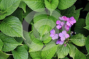 Hydrangea