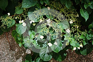 Hydrangea anomala subsp. petiolaris blooms in August. Berlin, Germany