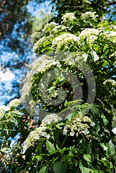 Hydrangea anomala subst. petiolaris