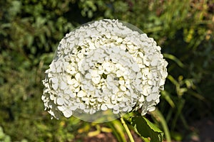 Hydrangea arborescens `Annabelle`