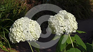 Hydrangea Arborescens `Annabelle