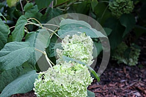 Hydrangea arborescens `Annabelle`, Sevenbark