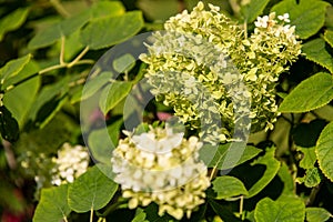 Hydrangea arborescens annabelle or smooth hydrangea shrub with white flowers turning green later in season.