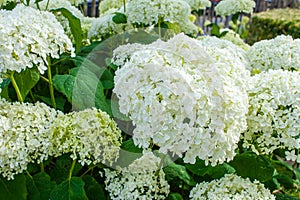 Hydrangea arborescens Annabelle white balls summer flowers.