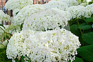 Hydrangea arborescens Annabelle white balls summer flowers.