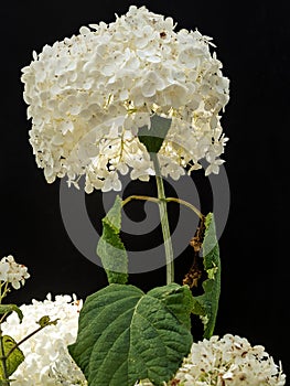 Hydrangea arborescens flower in blossom photo