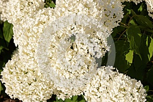 Hydrangea arborescens flowers