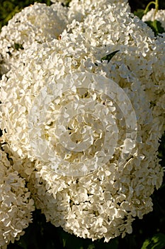 Hydrangea arborescens flowers