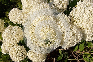 Hydrangea arborescens flowers
