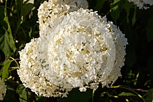 Hydrangea arborescens flowers