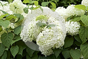 Hydrangea arborescens in garden