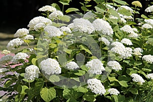 Hydrangea arborescens or Smooth hydrangea with white flowers and green foliage in garden