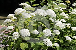 Hydrangea arborescens or Smooth hydrangea with white flowers and green foliage in garden photo