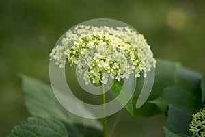 Hydrangea arborescens white flowering plant, group of small flowers on one stem in bloom