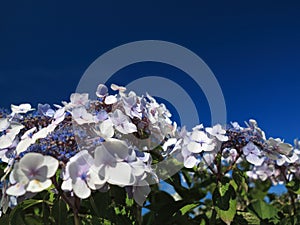 Hydrangea Aspera Macrophylla hortensia flowers