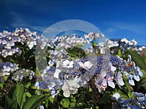 Hydrangea Aspera Macrophylla hortensia flowers