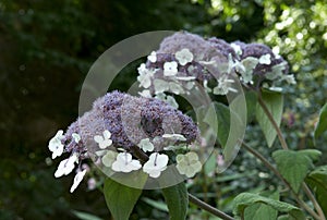 Hydrangea aspera macrophylla photo