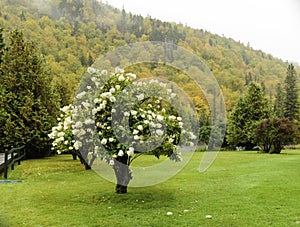 Hydrangea autumn New Hampshire