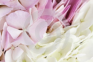 Hydrangea Background