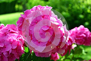 Hydrangea: Beautiful flowers. Beauty in nature. Hydrangea macrophylla - Beautiful bush of of pink Hydrangea flowers