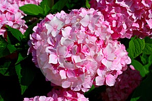 Hydrangea: Beautiful flowers. Beauty in nature. Hydrangea macrophylla - Beautiful bush of of pink Hydrangea flowers