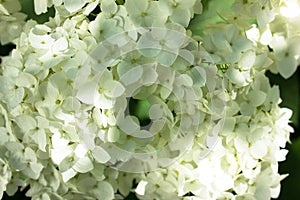 Hydrangea. Beautiful flowers. Beauty in nature. Hydrangea macrophylla - macro