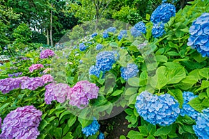 Hydrangea