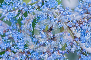 Hydrangea photo