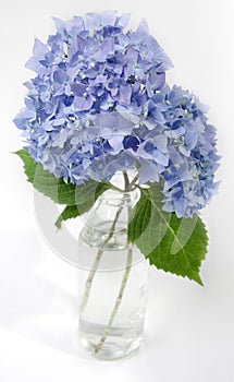 Hydrangea in Bloom