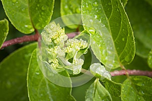 Hydrangea blooming