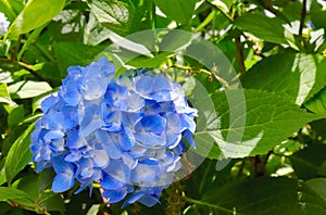 Hydrangea Blossom in Blue, Dappled Light