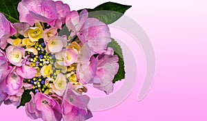 Hydrangea Blossom Isolated on Pink