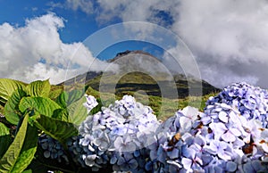 Hydrangea blossoms in front of volcano Pico, Azores Islands